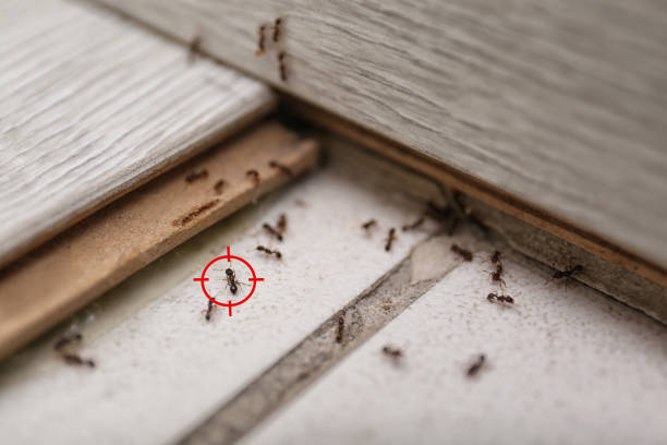 Best Pest Removal Services  in Lakeview, GA