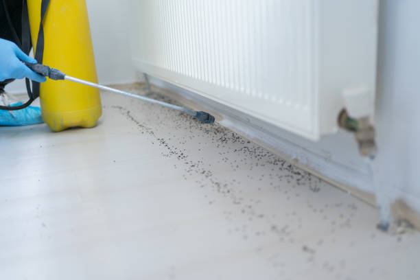 Best Insect Control  in Lakeview, GA